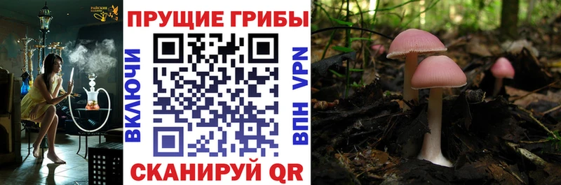 нарко площадка какой сайт продажа наркотиков Дубовка Псилоцибиновые грибы Psilocybe
